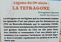 12 - Legume du 19e - La Tetragone.jpg